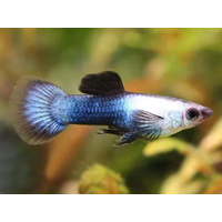 Alternate image of Blue Panda Male Guppy 3cm