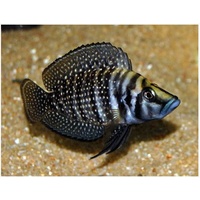 Alternate image of Calvus Cichlid 5cm 