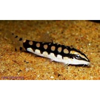 Alternate image of Dwarf Loach - Ambastaia sidthimunki 4cm