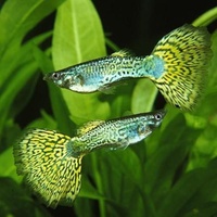 Alternate image of Green Cobra Male Guppy 3.5cm