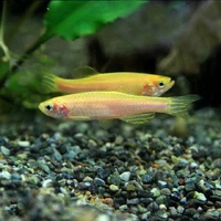 Alternate image of Gold Zebra Danio 3.5cm – Danio rerio