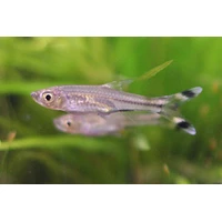 Alternate image of Scissortail Rasbora 4cm – Rasbora trilineata