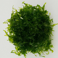 Alternate image of Subwassertang Shrimp Plant