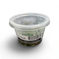 Alternate image of Ludwigia Glandulosa Tissue Culture