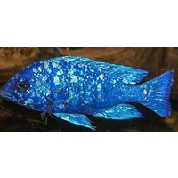 Alternate image of Placidochromis Tanzania Mirrorball Cichlid "Star Saphire" 4cm