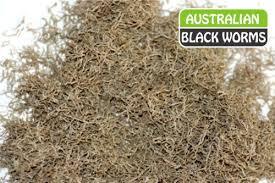 Australian Black Worm Original Freeze Dried 25g Loose