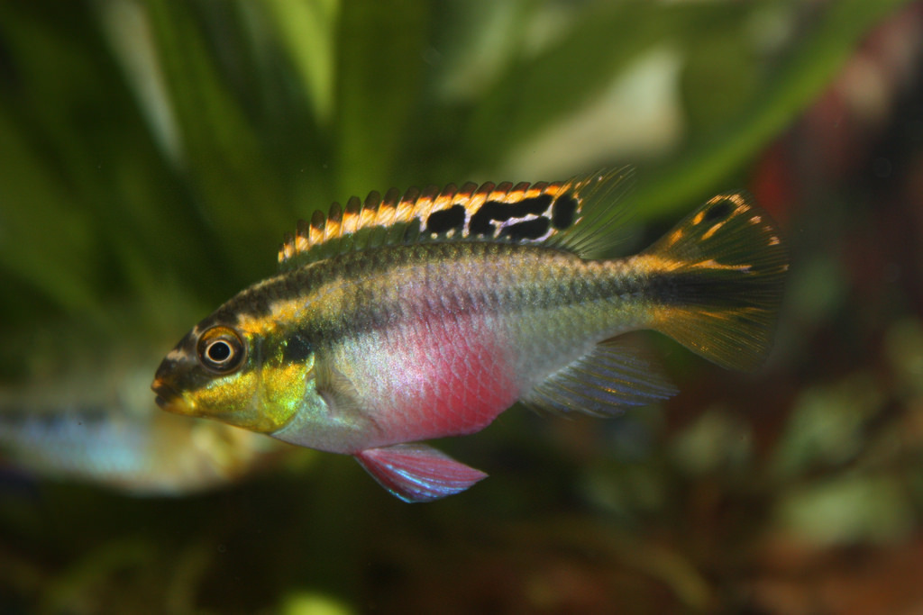 Kribensis Cichlid - Pelvicachromis Pulcher 4cm