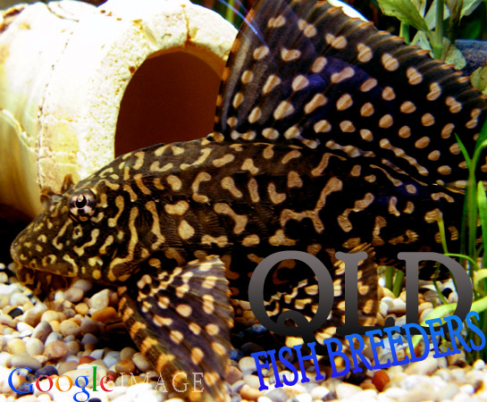 Goldspot Pleco Catfish - Pterygoplichthys Joselimaianus Plecostamus 5cm