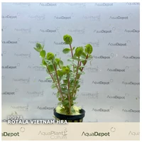 Alternate image of Rotala rotundifolia 'H'Ra' – Potted Live Aquarium Plant