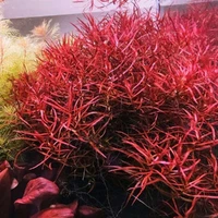 Alternate image of Ludwigia arcuata Tissue Culture – Live Aquarium Plant