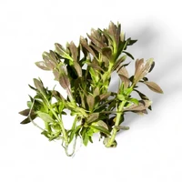 Alternate image of Limnophila aromatica ‘Kalimantan Mini’ Tissue Culture – Live Aquarium Plant