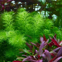 Alternate image of Myriophyllum sp. Guyana Tissue Culture – Live Aquarium Plant