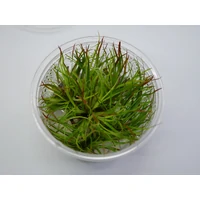 Alternate image of Juncus repens Tissue Culture – Live Aquarium Plant