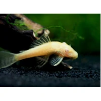 Alternate image of Albino Bristlenose Catfish - Ancistrus Albino 5cm