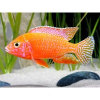 Alternate image of Assorted Peacock Cichlid 5cm – Aulonocara African Cichlid