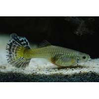 Alternate image of Assorted Female Guppy 4cm