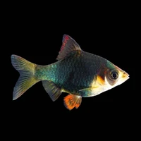 Alternate image of Moss Green Tiger Barb (Puntius tetrazona) 2-3cm