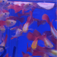 Alternate image of Male Guppy Extravagant Colours 3.5cm