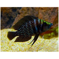 Alternate image of Calvus Cichlid 5cm 