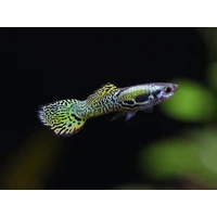 Alternate image of Green Cobra Male Guppy 3.5cm – Poecilia reticulata