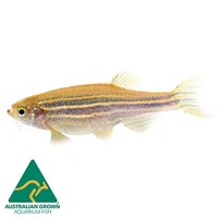 Alternate image of Zebra Danio 3.5cm – Danio rerio