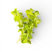 Alternate image of Bacopa Caroliniana  -Live Aquarium Plant  Fish Tank