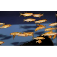 Alternate image of Gold Zebra Danio 3.5cm – Danio rerio