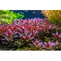 Alternate image of Ludwigia Glandulosa Tissue Culture