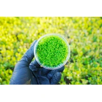 Alternate image of Pink Baby Tears Tissue Culture