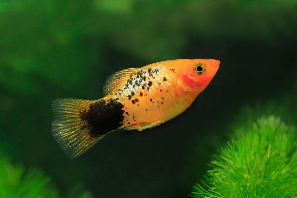 Platy Assorted Colours 4cm