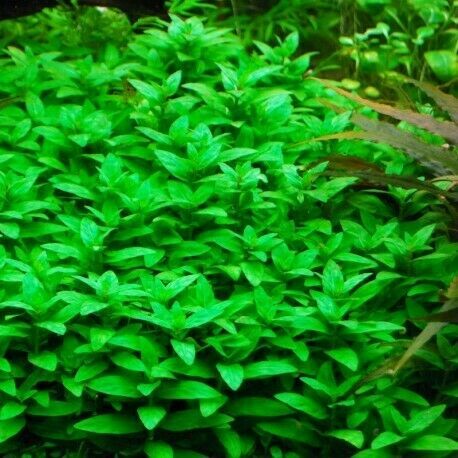 Staurogyne Repens - Tissue Culture - Live Aquarium Plant  Fish Tank