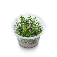 Alternate image of Ludwigia arcuata Tissue Culture – Live Aquarium Plant