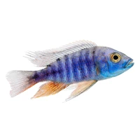 Alternate image of Assorted Peacock Cichlid 5cm – Aulonocara African Cichlid