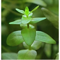 Alternate image of Bacopa Caroliniana  -Live Aquarium Plant  Fish Tank