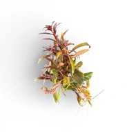 Alternate image of Ludwigia Glandulosa Tissue Culture