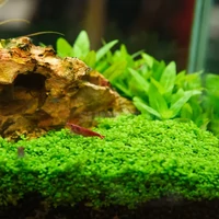 Alternate image of Pink Baby Tears Tissue Culture