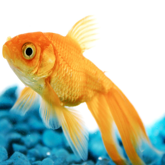 Aquarium Goldfish Fish Food Flake Bulk Tropical Koi Flakes Bulk 250g