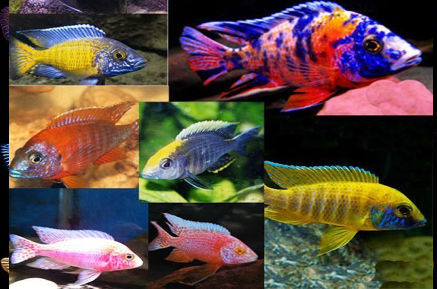 Assorted Small African Cichlids 5-7cm