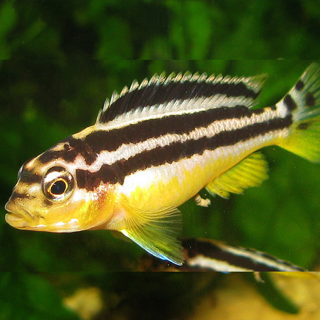 Auratus Cichlid - Melanochromis Auratus 3.5cm