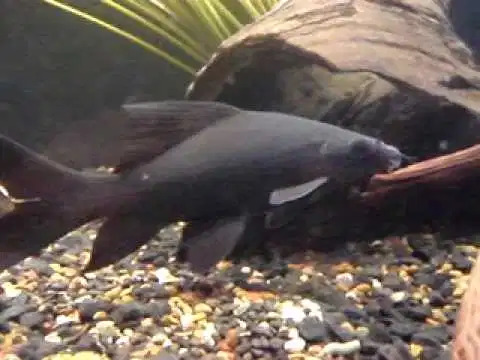 Black Shark -Epalzeorhynchos 5cm
