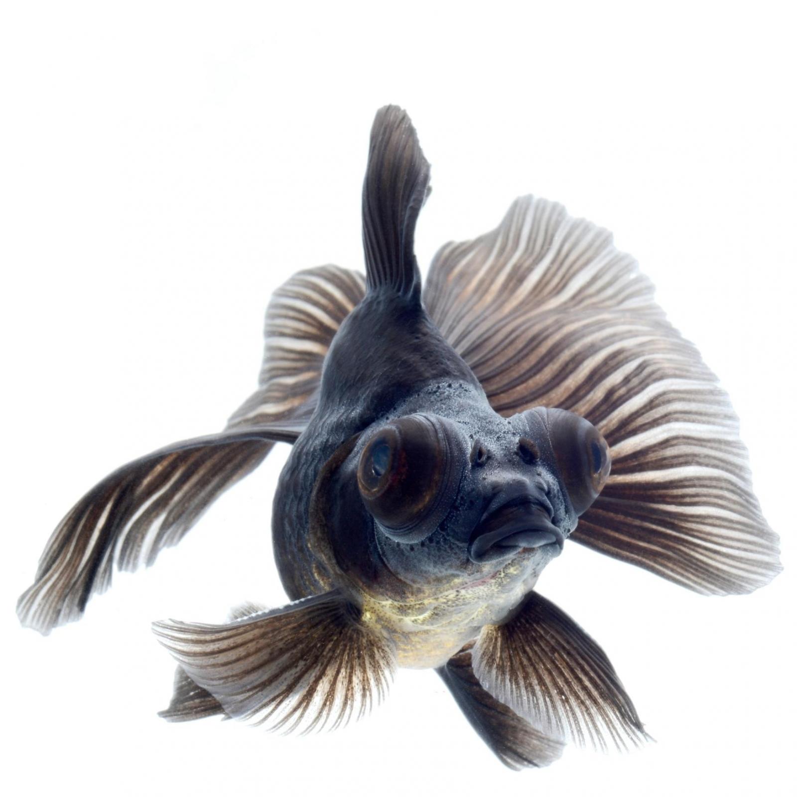 Black Moor Goldfish 5cm