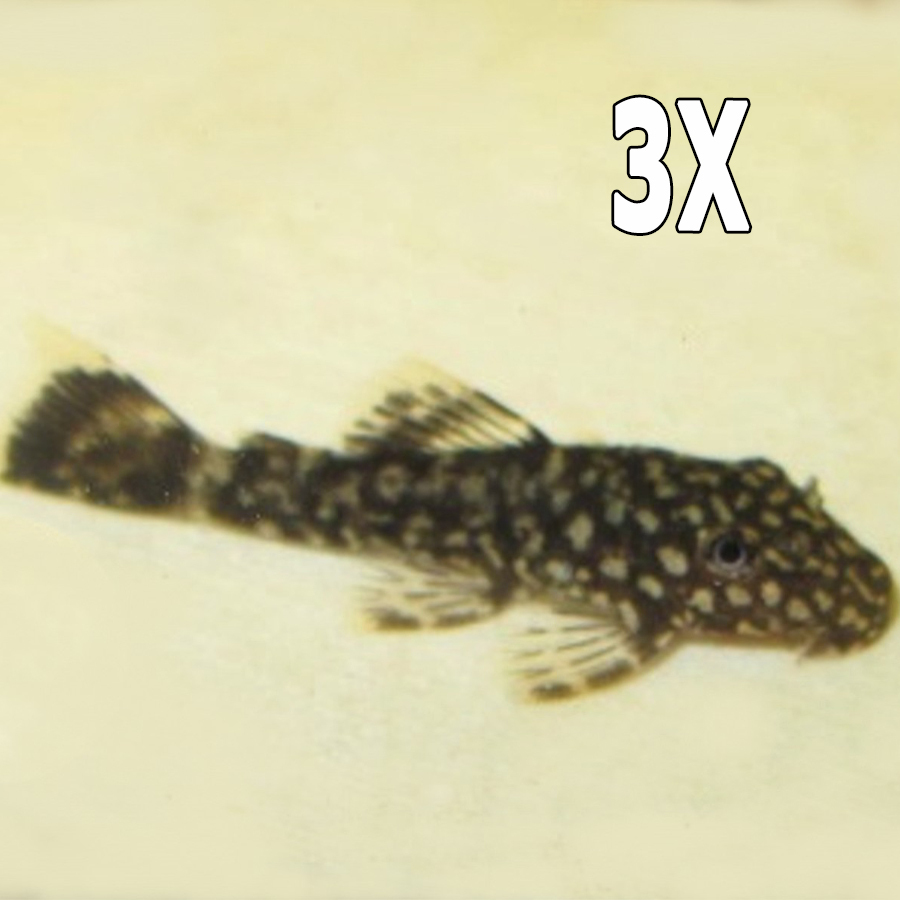 Bristlenose Catfish - Ancistrus Common 3-5cm 3X