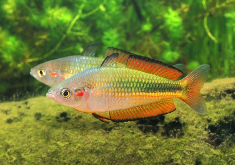 Crimson Spotted Rainbowfish Neurim Creek Australian Native 4-7cms