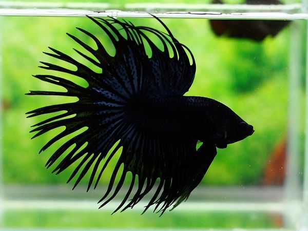Siamese Crown Tail Fighting Fish Betta 5cm Assorted