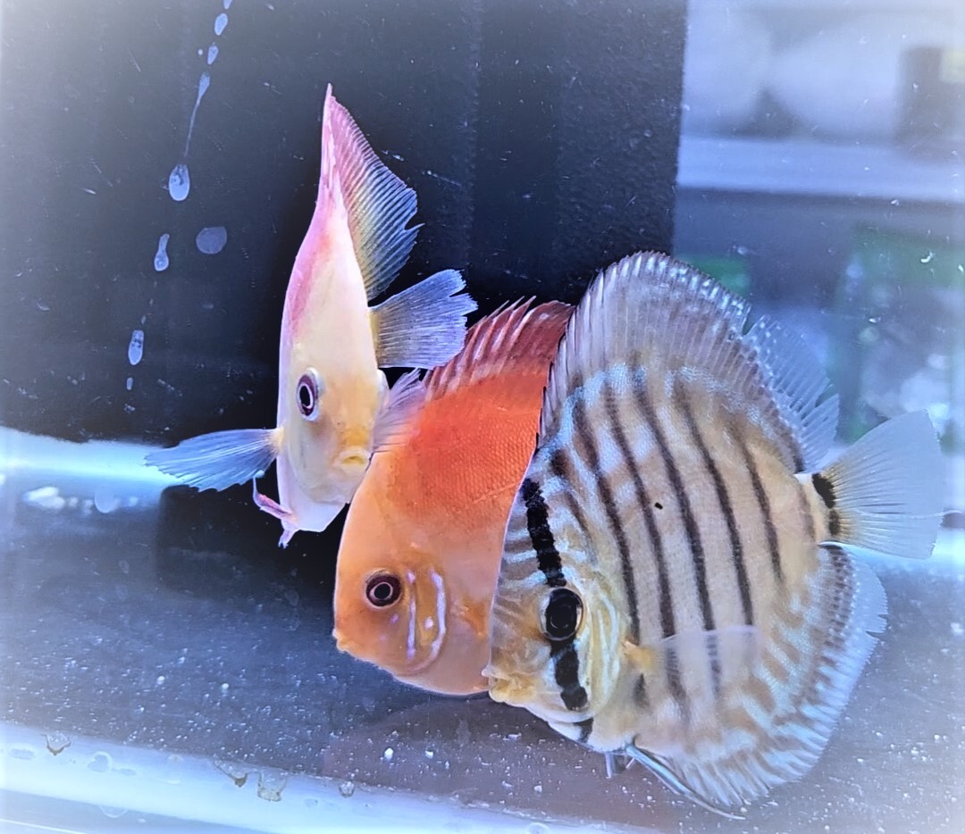 Discus Assorted 9cm Imported Bright and different colouring