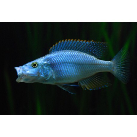 Malawi Eyebiter Cichlid - Dimidochromis Compressiceps 5-6cm