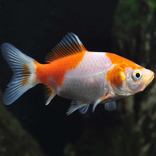 Comet Goldfish Red And White 7cm Assorted Colors Live Fish