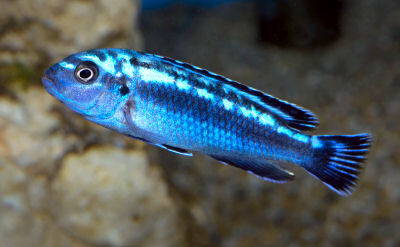 Electric Blue Johanni 9cm - Melanochromis johannii