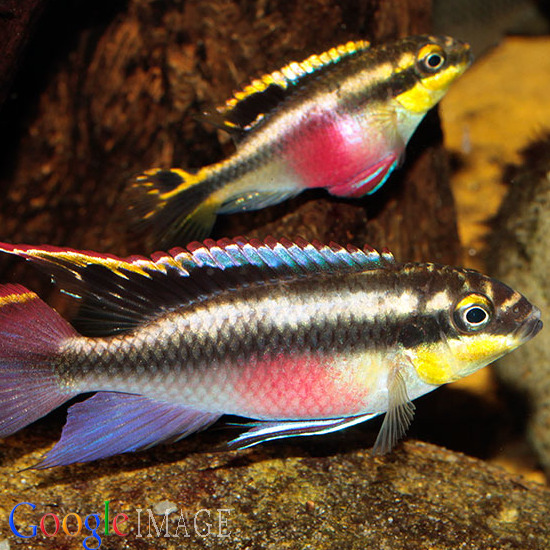 Kribensis Cichlid - Pelvicachromis Pulcher 4cm