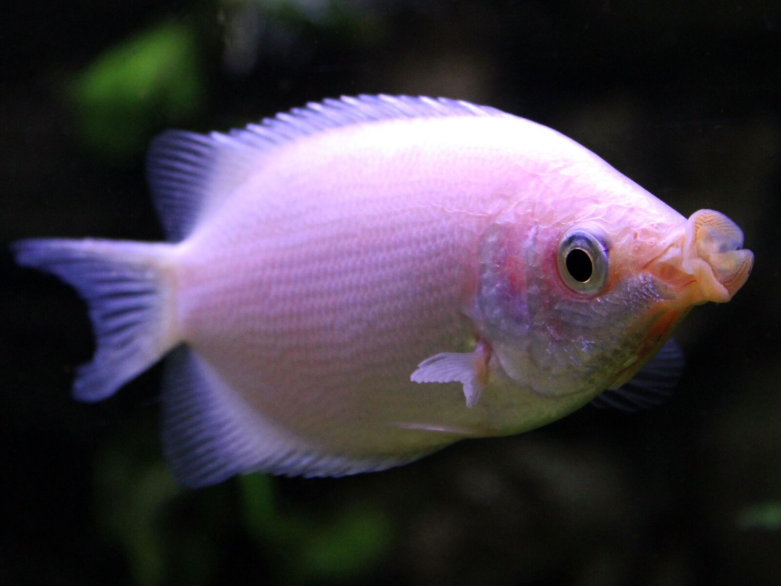 Pink Kissing Gourami 5cm Aquaholics 